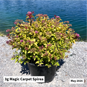 May 2026 3g Magic Carpet Spirea Website